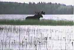 Moose