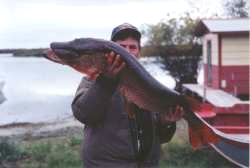 Northern Pike