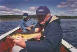 Walleye