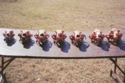 Bear skulls