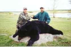 Bear