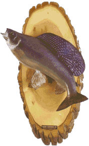 Arctic grayling