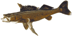 Walleye