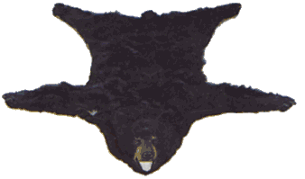 Bear rug