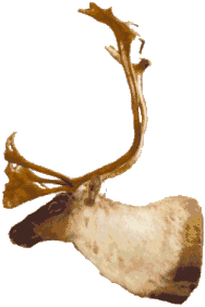 Caribou