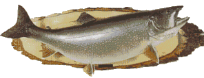 Lake trout