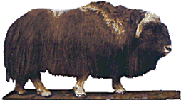 Muskox