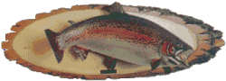 Rainbow trout