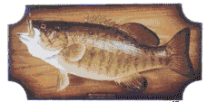Smallmouth bass