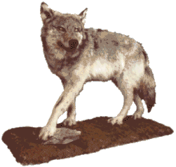 Wolf