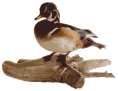 Wood duck