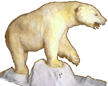 Polar bear
